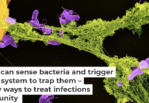 Neutrophils (yellow) eject a NET (green) to ensnare bacteria (purple). Other cells, such as red blood cells (orange), may also get trapped. CHDENK/Wikimedia Commons, CC BY-SA